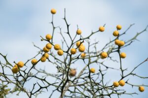 口臭に効果的な漢方のおすすめは？