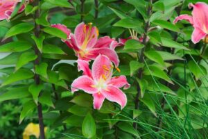 50代のための息臭い対策は何ですか？