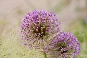 ネギを食べた後の口臭を軽減する方法は？